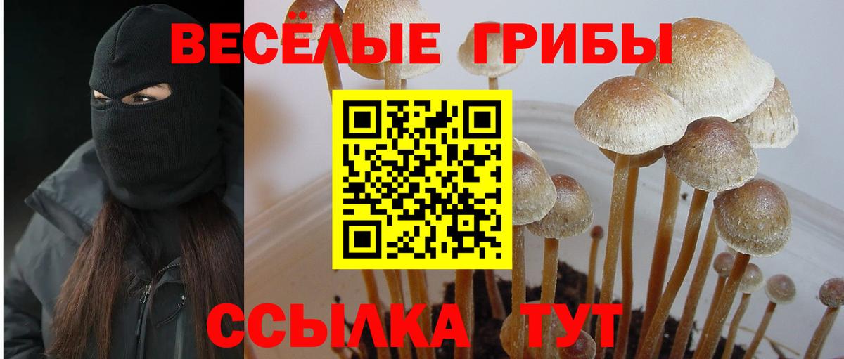 Кизилюрт  Псилоцибиновые грибы Cubensis  Псилоцибиновые грибы Cubensis  Вход с VPN 